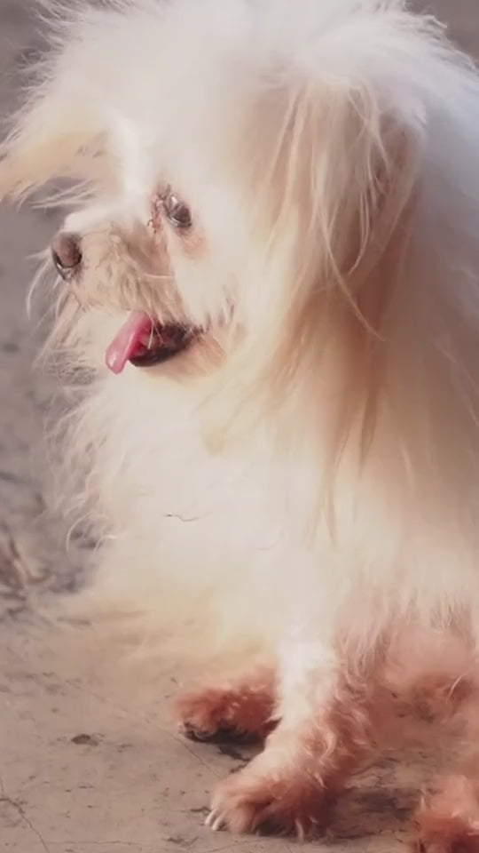 🐕 Pet Grooming Vacuum & Hair Sucker (Multifunction)